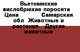 Вьетнамские вислобрюхие поросята › Цена ­ 2 000 - Самарская обл. Животные и растения » Другие животные   